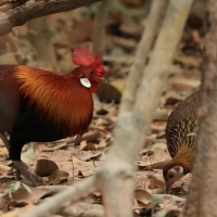 Kur bankiwa - Gallus gallus - Red Junglefowl - male