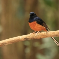 Sroczek białorzytny - Copsychus malabaricus - White-rumped Shama