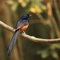 Sroczek białorzytny - White-rumped Shama - Copsychus malabaricus