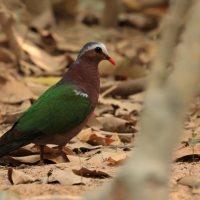 Miedzianka szmaragdowa - Chalcophaps indica - Common Emerald Dove