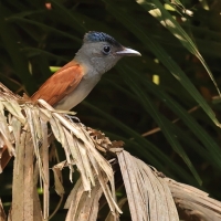 Muchodławka indochinska - Blyth's Paradise-flycatcher - Terpsiphone affinis