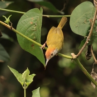 Orthotomus atrogularis