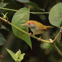 Orthotomus atrogularis