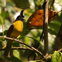 Bilbil żółtobrzuchy - Rubigula flaviventris - Black-crested Bulbul