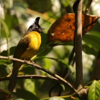Bilbil żółtobrzuchy - Black-crested Bulbul - Rubigula flaviventris 