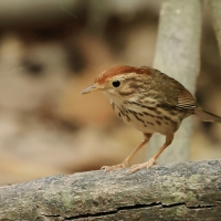 Dżunglak rudogłowy - Puff-throated Babbler - Pellorneum ruficeps