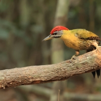 Dzięcioł żółtoszyi - Laced Woodpecker - Picus vittatus