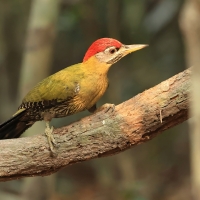 Dzięcioł żółtoszyi - Laced Woodpecker - Picus vittatus