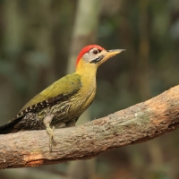 Dzięcioł żółtoszyi - Laced Woodpecker - Picus vittatus