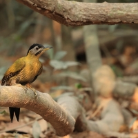 Dzięcioł żółtoszyi - Laced Woodpecker - Picus vittatus