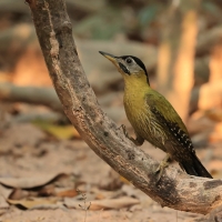 Dzięcioł żółtoszyi - Laced Woodpecker - Picus vittatus