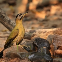 Dzięcioł żółtoszyi - Laced Woodpecker - Picus vittatus