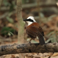 Sójkowiec białoczuby - White-crested Laughingthrush - Garrulax leucolophus