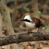 Sójkowiec białoczuby - White-crested Laughingthrush - Garrulax leucolophus