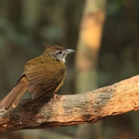 Szczeciak płowy - Puff-throated Bulbul - Alophoixus pallidus