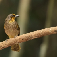 Bilbil złotolicy - Stripe-throated Bulbul - Pycnonotus finlaysoni