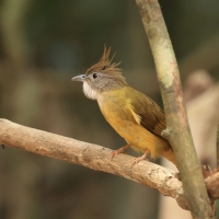 Szczeciak płowy - Puff-throated Bulbul - Alophoixus pallidus