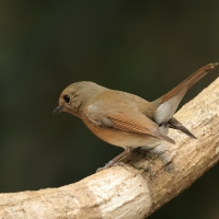 Niltawa ciemnopierśna - Hainan Blue-Flycatcher - Cyornis hainanus