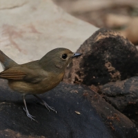 Niltawa ciemnopierśna - Hainan Blue-Flycatcher - Cyornis hainanus
