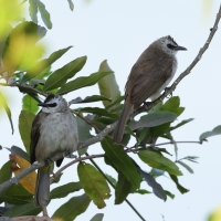 Bilbil ubogi - Yellow-vented Bulbul - Pycnonotus goiavier 