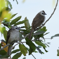 Bilbil ubogi - Yellow-vented Bulbul - Pycnonotus goiavier 