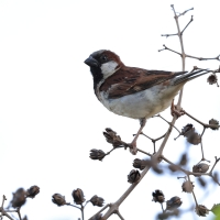 Wróbel - Passer domesticus - House Sparrow
