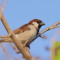 Wróbel - Passer domesticus - House Sparrow - male