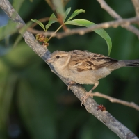 Wróbel - Passer domesticus - House Sparrow - female