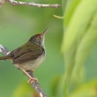 Krawczyk zwyczajny - Orthotomus sutorius - Common Tailorbird