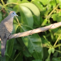 Gołąbek zebrowany - Zebra dove - Geopelia striata
