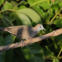 Gołąbek zebrowany - Zebra dove - Geopelia striata