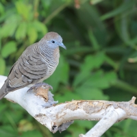 Gołąbek zebrowany - Geopelia striata - Zebra dove