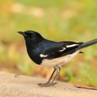 Sroczek zmienny - Copsychus saularis - Oriental Magpie-Robin
