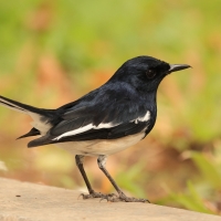 Sroczek zmienny - Copsychus saularis - Oriental Magpie-Robin