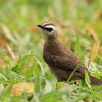 Bilbil ubogi - Yellow-vented Bulbul - Pycnonotus goiavier 