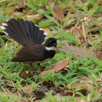 Wachlarzówka srokata - Rhipidura javanica - Malaysian Pied Fantail