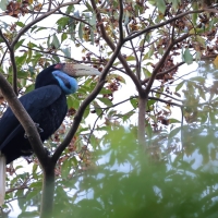Dzioborożec fałdodzioby - Wreathed Hornbill - Rhyticeros undulatus