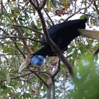 Dzioborożec fałdodzioby - Wreathed Hornbill - Rhyticeros undulatus
