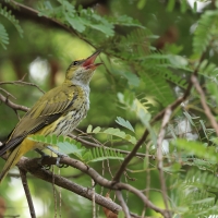 Wilga maskowa - Black-naped Oriole - Oriolus chinensis