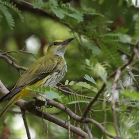 Wilga maskowa - Black-naped Oriole - Oriolus chinensis