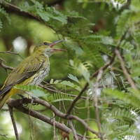 Wilga maskowa - Oriolus chinensis - Black-naped Oriole