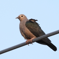 Muszkatela miedziana - Ducula aenea - Green Imperial Pigeon