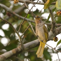 Bilbil złotolicy - Stripe-throated Bulbul - Pycnonotus finlaysoni