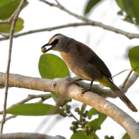 Bilbil ubogi - Yellow-vented Bulbul - Pycnonotus goiavier 