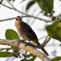 Bilbil ubogi - Yellow-vented Bulbul - Pycnonotus goiavier 