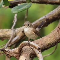 Muchołówka rdzawogardła - Ficedula albicilla - Taiga Flycatcher
