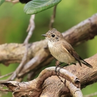 Muchołówka rdzawogardła - Taiga Flycatcher - Ficedula albicilla
