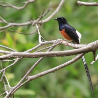 Sroczek białorzytny - White-rumped Shama - Copsychus malabaricus