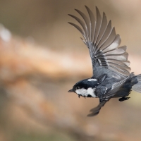 Sosnówka - Coal Tit
