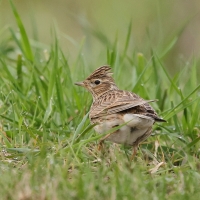 Skowronek - Eurasian Skylark